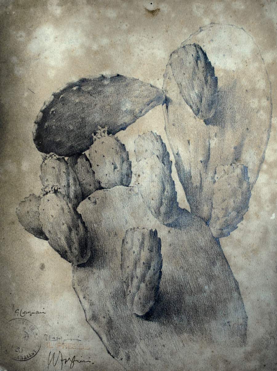 Disegno Fico d'india_23x30,5